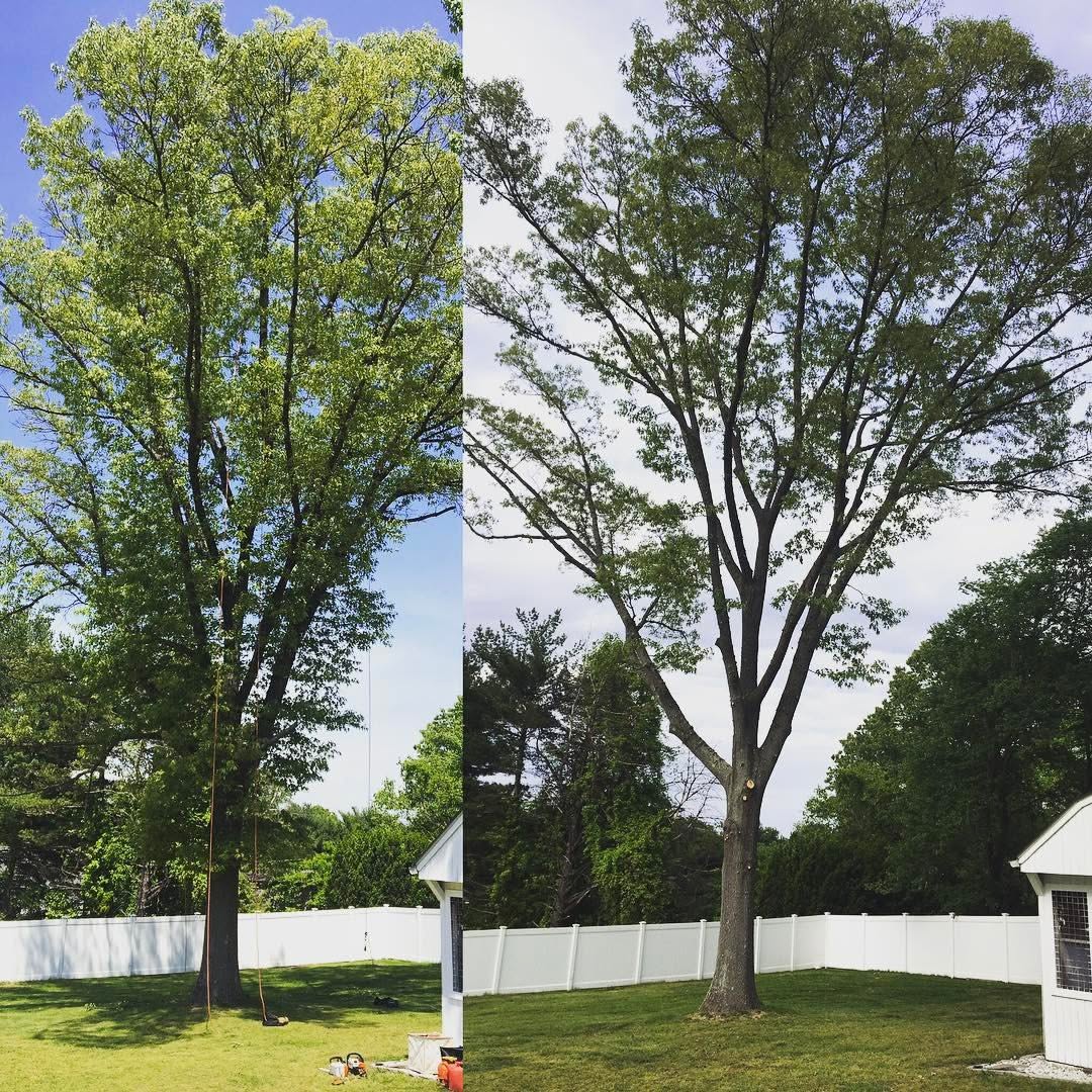 A tree before and after pruning in a fenced backyard