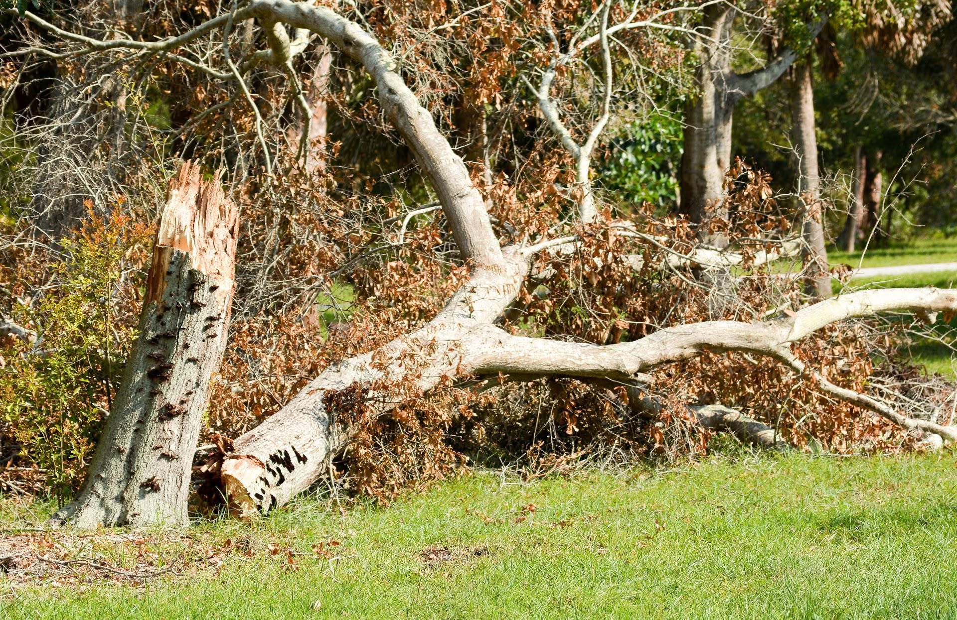 A large storm-damaged tree split and fallen across a lawn